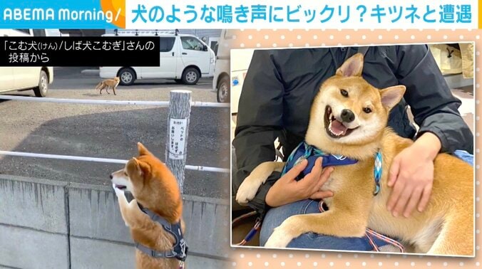 柴犬のこむぎくん