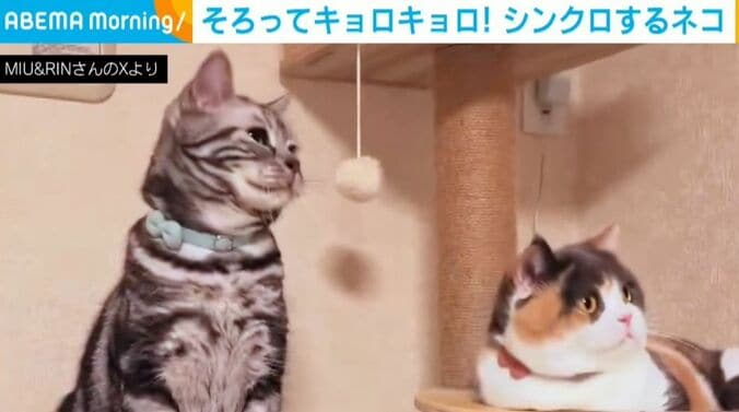 りんちゃん＆みゅーちゃん
