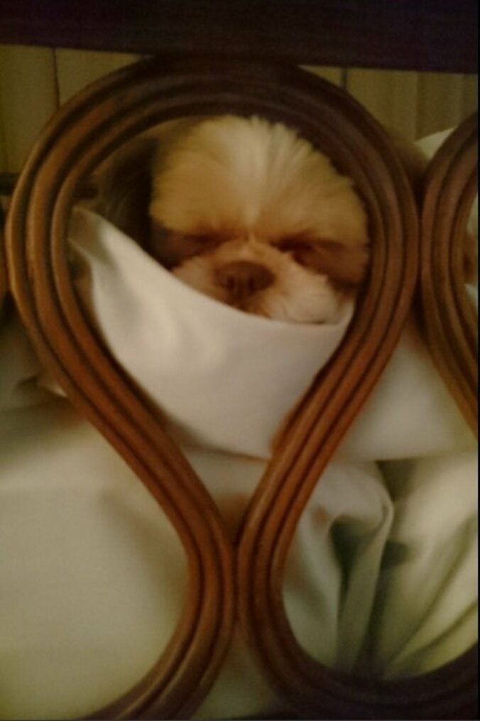 坂上忍「短命の可能性が高いとしても…」　犬への愛が深すぎると話題 2枚目