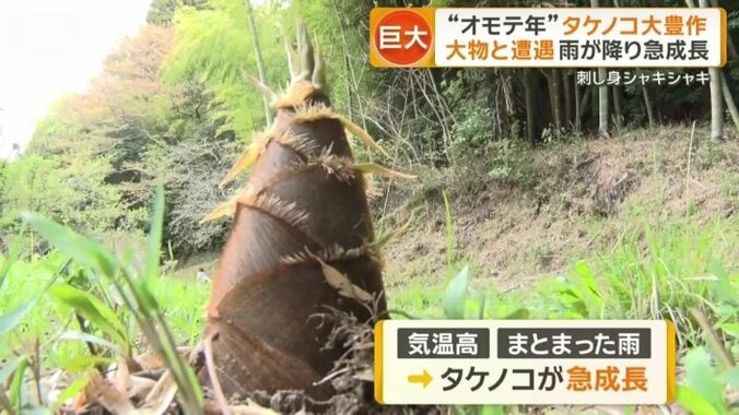 気温が高くまとまった雨が降ったことで急成長