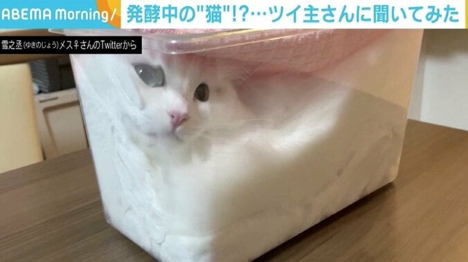 透明なケースにパンパンに詰まった猫 「発酵させています」写真に癒やされる人続出 1枚目