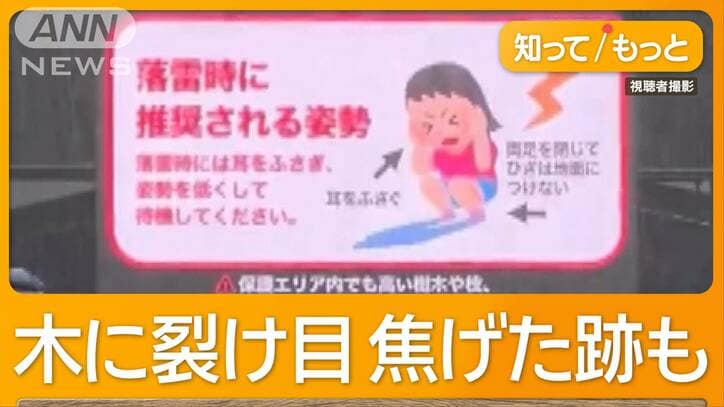 野外ライブ会場で落雷9人けが　木に裂け目も客かがんで避難　1万2000人イベント中止