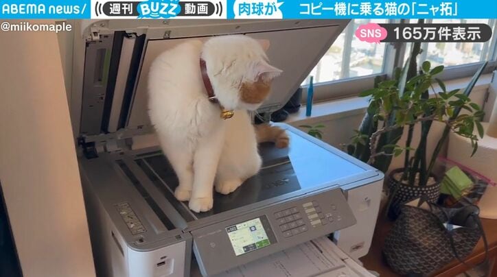【写真・画像】コピー機に乗る猫を印刷してみたら…印刷されたコピーの予想以上の仕上がりに大反響「肉球くっきりでかわいい！」「ニャ拓」　1枚目