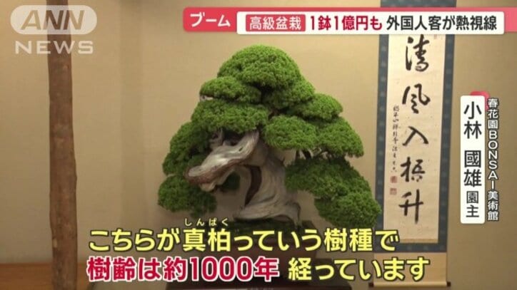 美術館で最も高価な盆栽