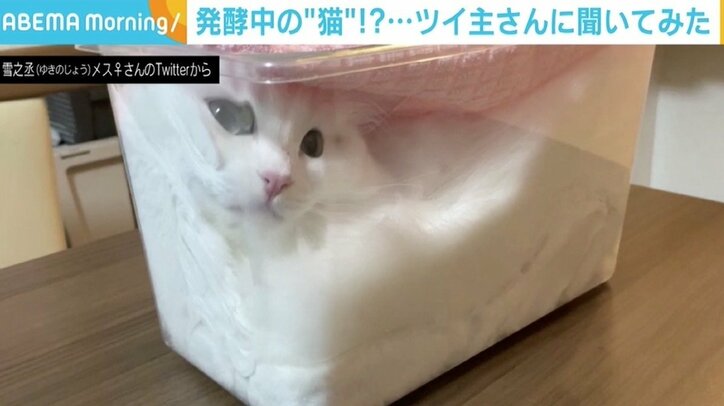 透明なケースにパンパンに詰まった猫 「発酵させています」写真に癒やされる人続出