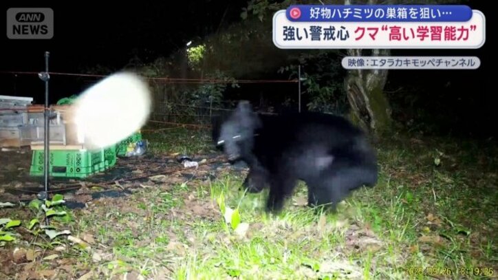 電気柵に触れて逃げるクマ