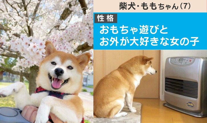 普段のモモちゃん