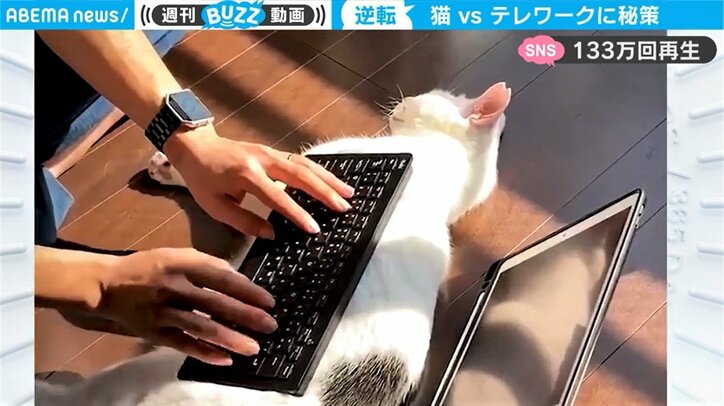 猫の上にキーボードを置いてみると… “逆転の発想”でテレワークの悩みが解決