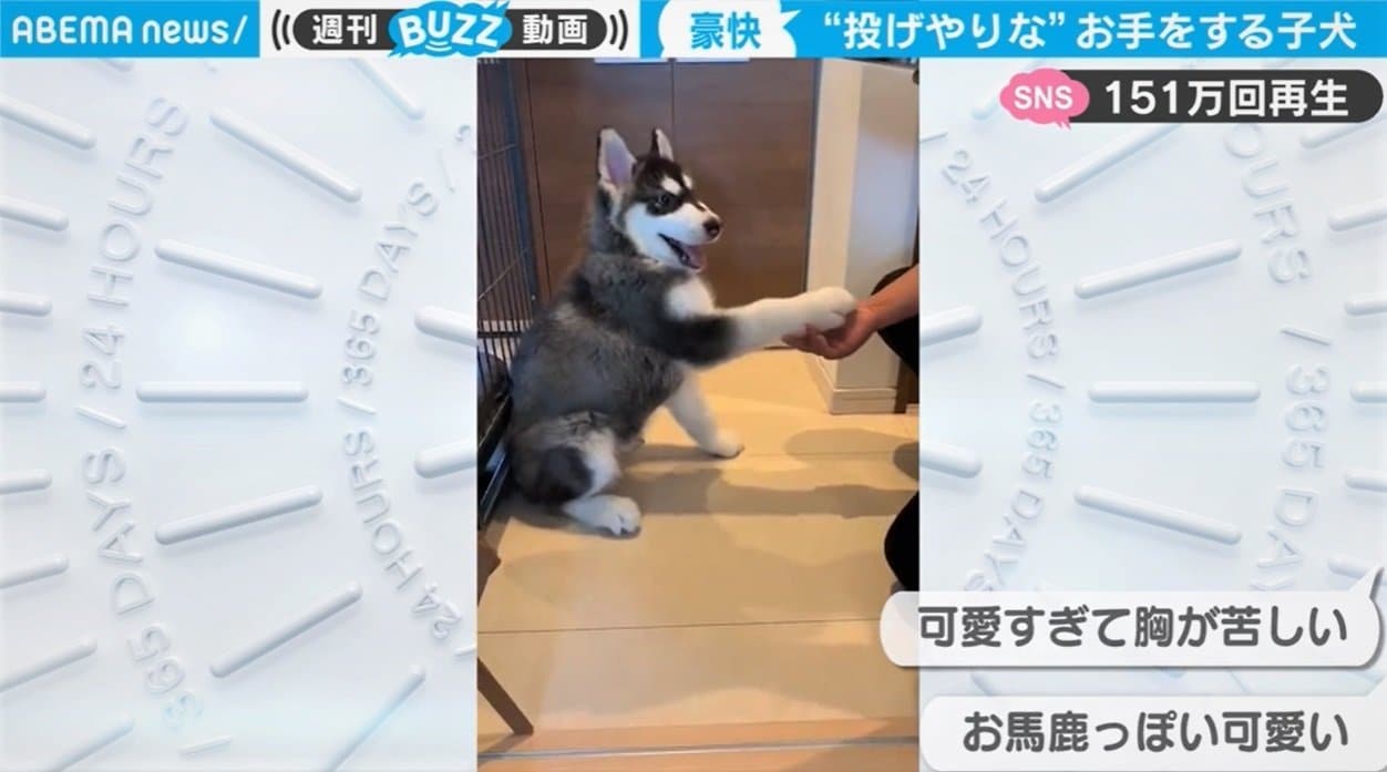 おバカっぽくて可愛い 子犬が見せる天真爛漫な お手 が話題 芸能 Abema Times