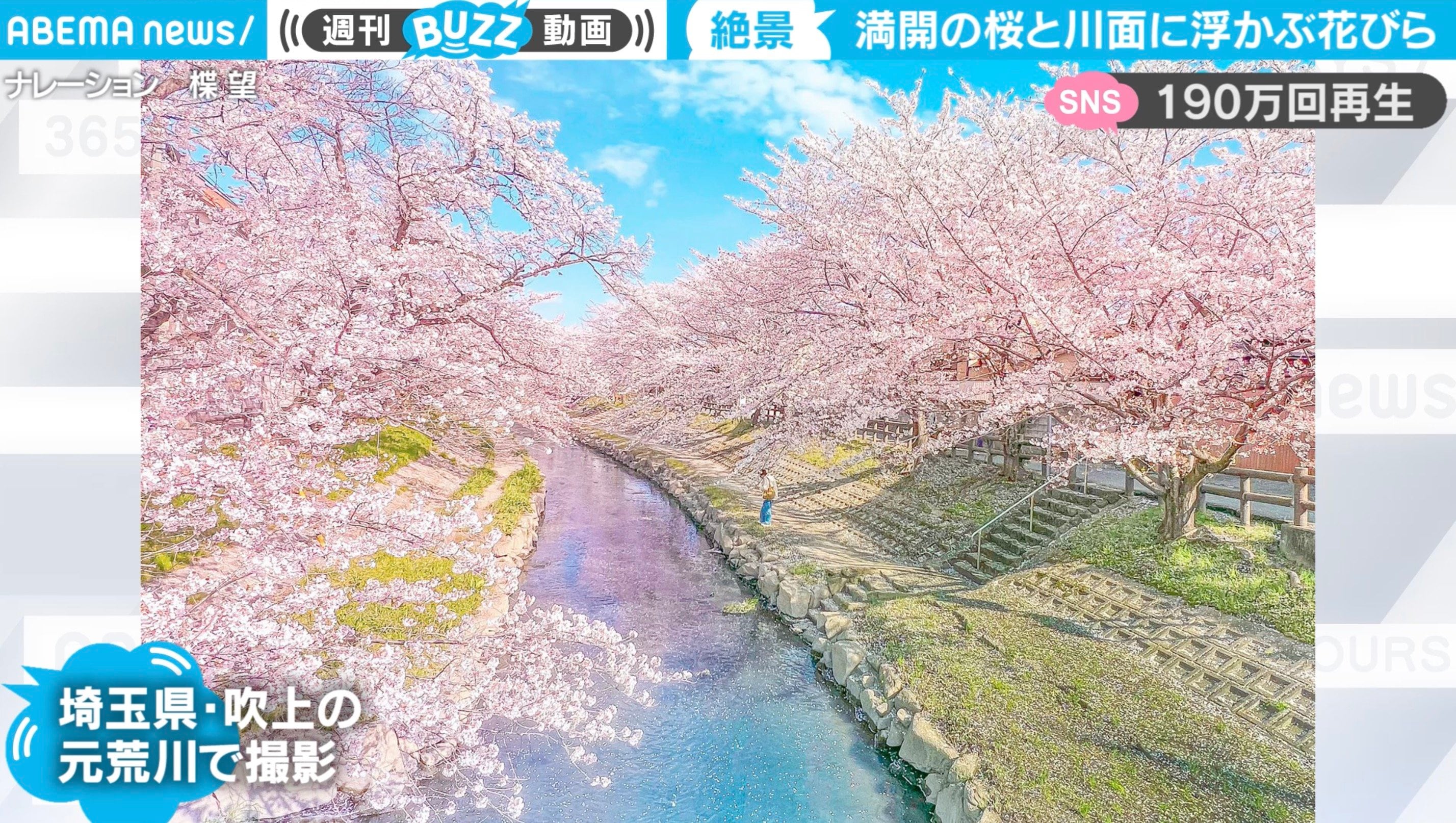 のべ500本超の“絶景” 一度は見たい名桜と水面の花びらが「息をのむ  