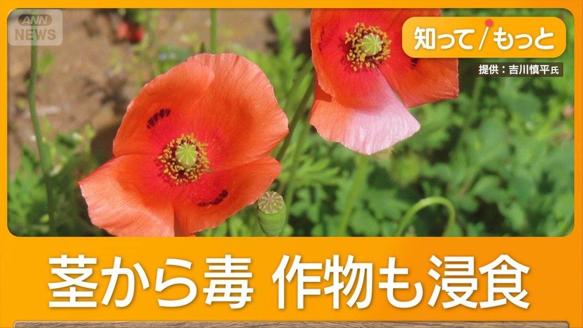 【写真・画像】外来植物ナガミヒナゲシ注意 触れると毒でかぶれ・ただれ 全国自治体が駆除呼びかけ 7枚目 | 国内 | ABEMA TIMES ...
