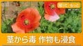 外来植物ナガミヒナゲシ注意　触れると毒でかぶれ・ただれ　全国自治体が駆除呼びかけ