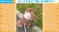 「普通の女の子なんだから…」逆立ちのような状態で“マーキング”をするトイプードルに反響