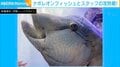 カメラを向けると…必ずフレームインするナポレオンフィッシュに、飼育員「他の魚の記録も残したい…」