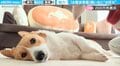 「手際良すぎｗ」お散歩準備を飼い主に“全てお任せ”のコーギーがSNSで話題！「なにこの至れり尽くせり」「清々しいまでのやる気の無さｗ」