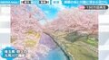 のべ500本超の“絶景” 一度は見たい名桜と水面の花びらが「息をのむ」 海外からも反響