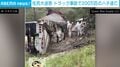 地面や木にびっしり…200万匹のハチを積んだトラックがまさかの横転→逃げ出した大群で街が大混乱 アメリカ
