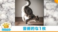 【映像】“美”を体現する猫 芸術的な尻尾の動きを収めた1枚に絶賛の声