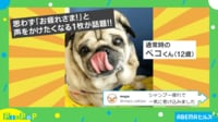 「週半ばのサラリーマンみたいw」シャンプー疲れで“老け顔のパグ”に「表情が物語る」「お疲れ顔ですねぇ」とほっこり