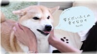柴犬だいふくの幸せな日々 Part3 | AbemaTV