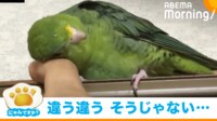 頭スリスリ インコの“あざと可愛い仕草”