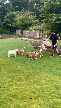 北斗晶『ドッグラン‼️』