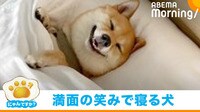「にゃんですか」笑顔な犬編