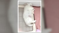愛犬がケイレン?調べた結果…「夢で走ってます」