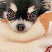 小柳ルミ子『ガラガラ』