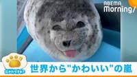 【映像】あっかんべーで世界中を魅了! アザラシのお昼寝中の“可愛らしい表情”に大反響