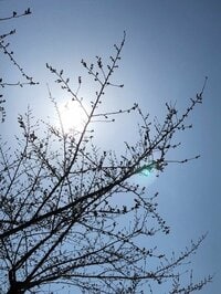 堀ちえみ『噛んで食べる』