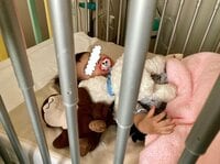 八田亜矢子『付き添い入院1日目』