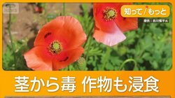 外来植物ナガミヒナゲシ注意　触れると毒でかぶれ・ただれ　全国自治体が駆除呼びかけ