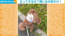 「普通の女の子なんだから…」逆立ちのような状態で“マーキング”をするトイプードルに反響