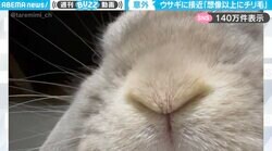 「想像以上にチリ毛だった」ウサギの口元超接写で見つけた“意外な発見”に「ずーっと見てられる笑」「アゴひげかわいい」と大反響
