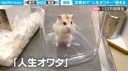 ハムスターが診察台で絶望 “硬直する姿”に「この世の終わり感が伝わってくる」