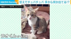 飼い主の手をチュパチュパ…甘えん坊な子ネコがSNSで話題！「羨ましすぎる…」「まるで夢の中で触ってるようなw」