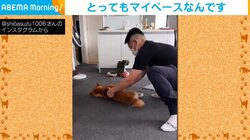 “移動の全て”が人任せな柴犬 飼い主に押されて床を滑っていく姿に「置物なのよｗ」「新型のモップかな？」と反響