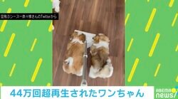 「すげぇ邪魔www」床掃除を手伝う2匹の子犬 母犬登場で急展開もネット民ほっこり「めちゃくちゃかわいい」
