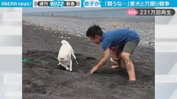 息子と柴犬がまるで友達同士 お父さん爆笑の穴掘り競争に「微笑ましい」「競ってますね～」230万人がほっこり