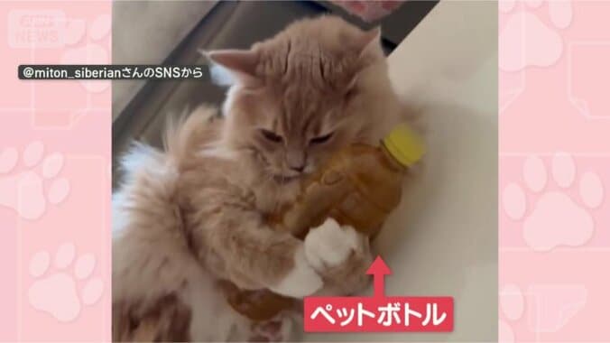 大事なペットボトル