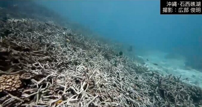 水中探検家に聞く「沖縄の海の神秘」　サンゴの死滅、辺野古埋め立てに危惧も 3枚目