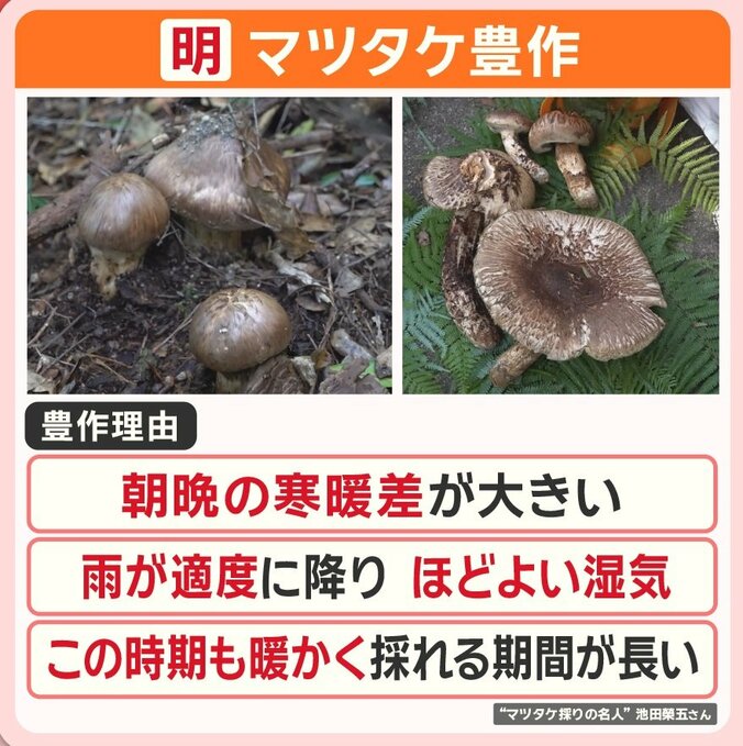 マツタケ豊作の理由は？