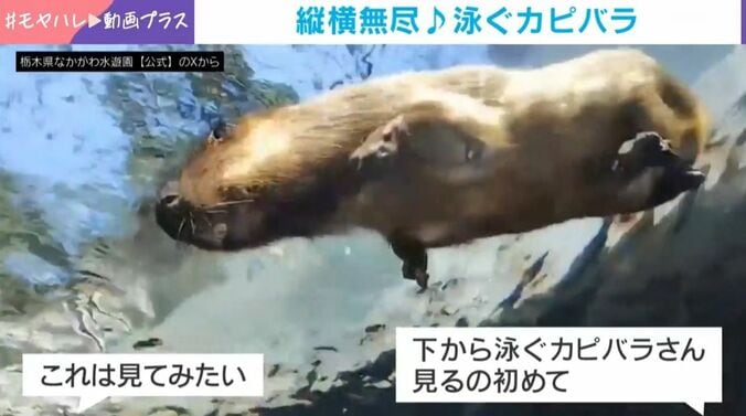 縦横無尽に泳ぐカピバラ!?