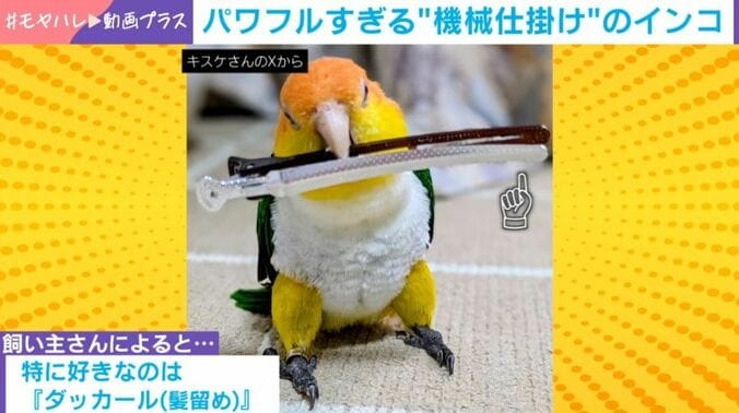シロハラインコのパルくん（4歳）