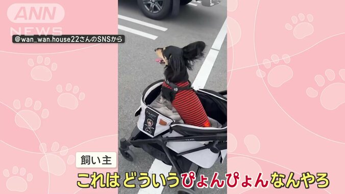 飼い主さんも困惑