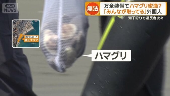 網には大ぶりのハマグリ