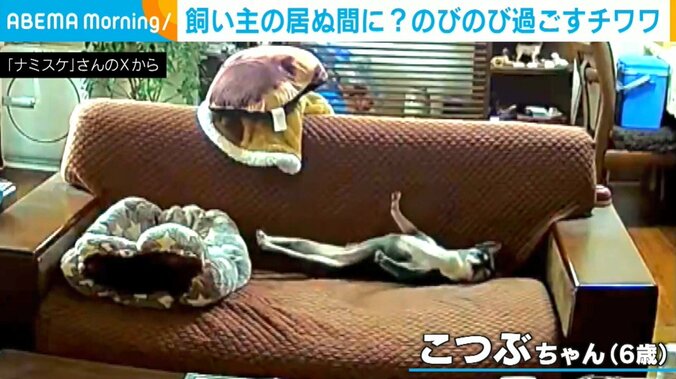 チワワのこつぶちゃん（6歳）