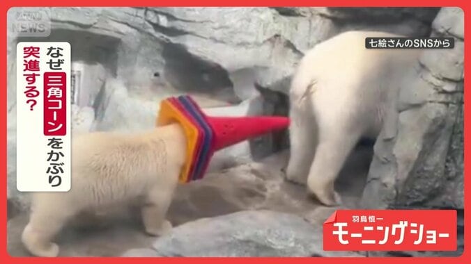 爆走！　三角コーンをかぶってお母さんのもとへ　突進するホッキョクグマさん　なぜ？ 1枚目