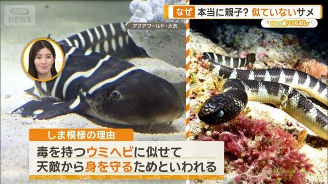 子どもの時の姿（左）